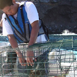 A small-scale Mexican lobster fishery’s path to sustainability