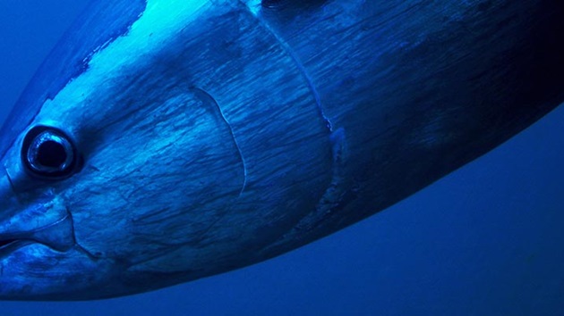 The Sustainable Tuna Handbook