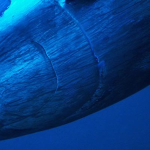 Tuna fishing rapidly shifting toward sustainability