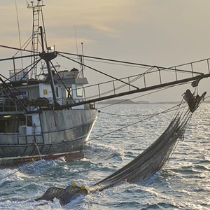 Wie Fischerei-Innovationen die Vielfalt in den Meeren schützen