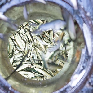 Nationwide party for sustainable herring in Holland