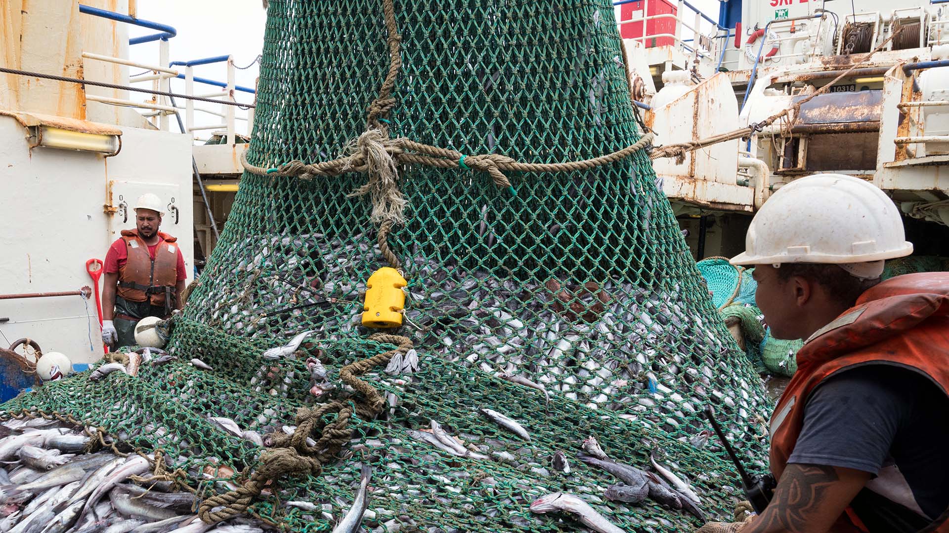 Two fishermen in hard hats either side of trawl net with fresh catch of hake