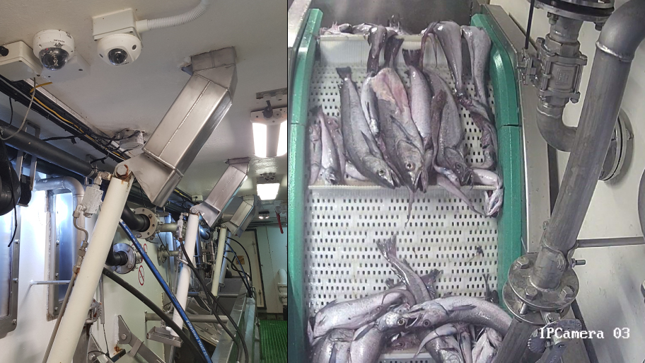 Onboard camera shot of fish on conveyor belts