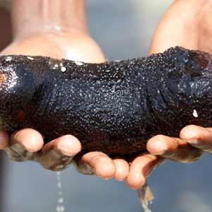Why ocean cleaning sea cucumber is worth protecting