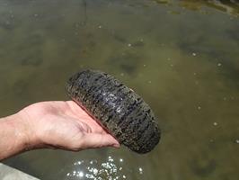 Sandfish Sea Cucumber Sea Cucumber Sandfish