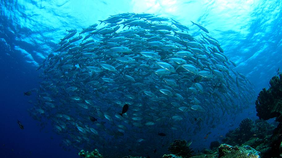 Shoal of fish underwater with coral in foreground