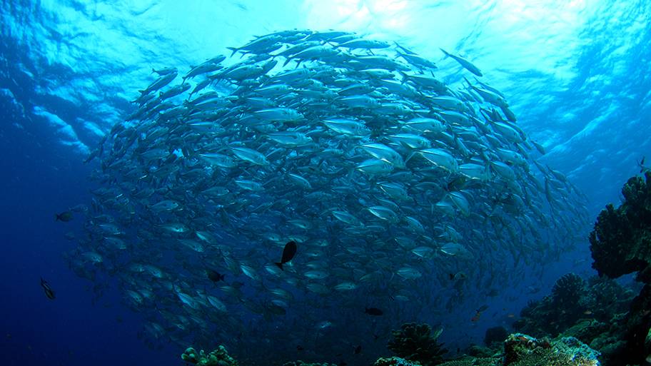 Shoal of fish underwater with coral in foreground Shoal of fish underwater with coral in foreground