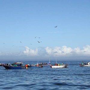 Supporting Fishery Improvement Projects toward MSC certification