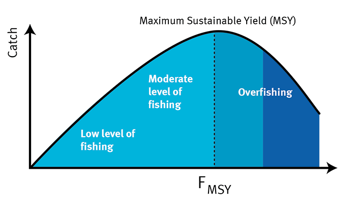 A graph measuring the level of catch next to the maximum sustainable yield.