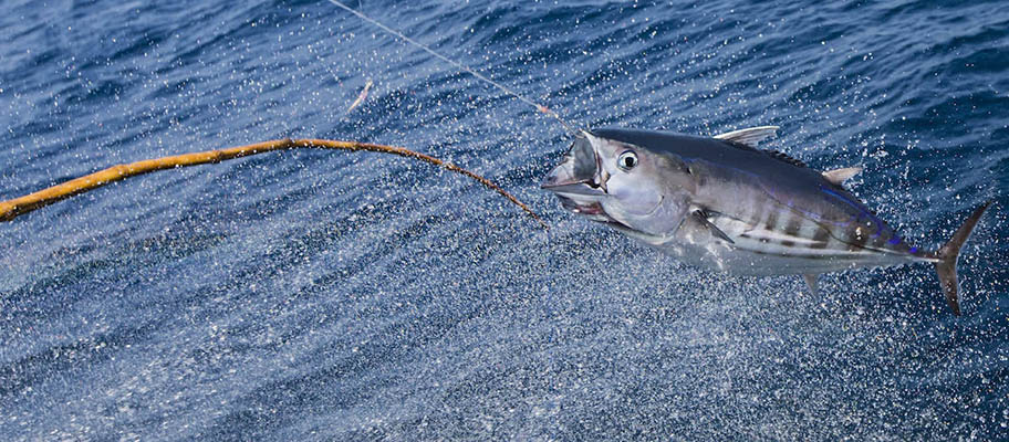 Pole and line over water catching large tuna fish