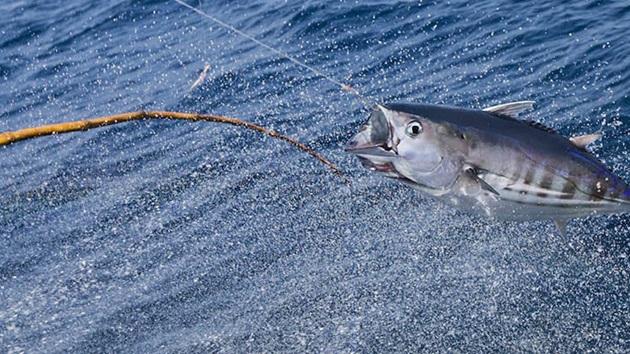 Why Western Central Pacific Ocean tuna fisheries' certification is under threat