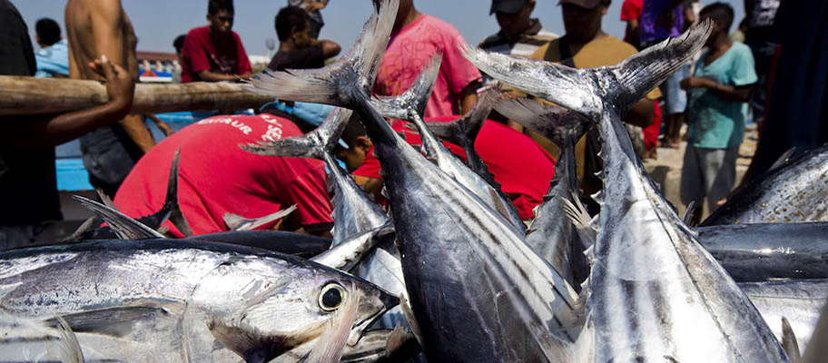 Freshly caught tuna landed in foreground with people in the background