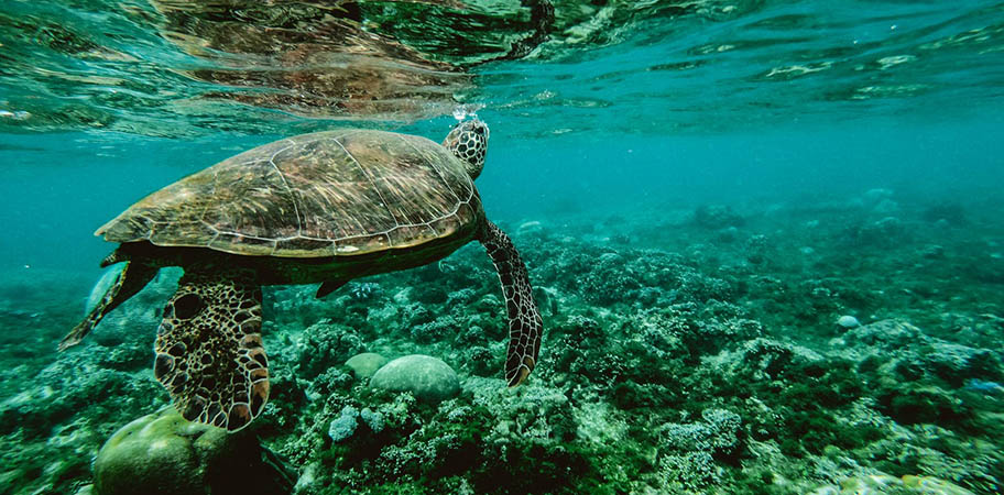 Turtle underwater, near surface