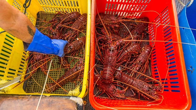 Western Australia rock lobster: Pioneering and protecting the ocean