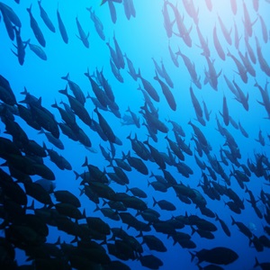 Relatórios e projetos recentes do MSC