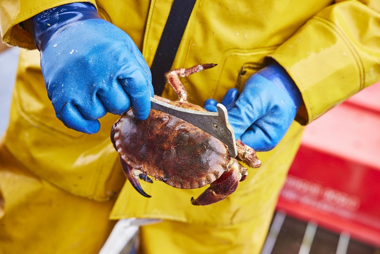 WEST BURRAFIRTH CRAB fishing by David Loftus