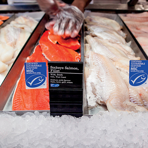 Gloved hand placing sockeye salmon fillets (left) on fish counter, next to haddock fillets (right)