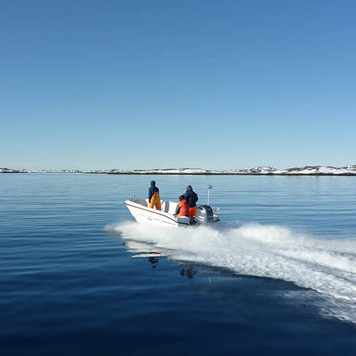 Redukcja przyłowu ptaków w grenlandzkim rybołówstwie taszy