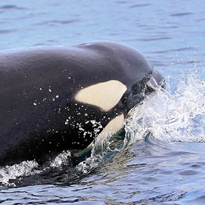 Investigando las interacciones de pesquerías de palangre de Sudáfrica con orcas y lobos marinos del Cabo