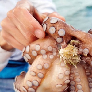 Pesquería de pulpo de Yucatán, México: Seguimiento de los Pesquería de pulpo de Yucatán, México
