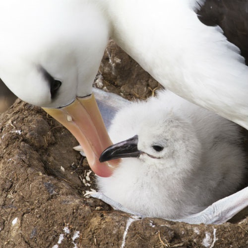 Beating bird bycatch