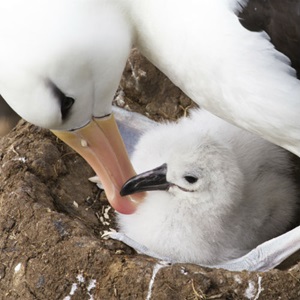 New ways to reduce seabird bycatch