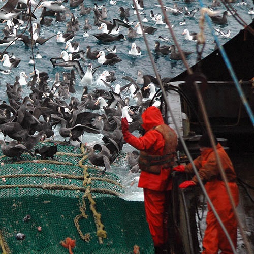 Mitigating seabird interactions in an Argentine hoki fishery