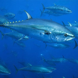Il cambiamento climatico mette a rischio la gestione sostenibile della pesca di tonno e altre specie migratorie, secondo un nuovo studio