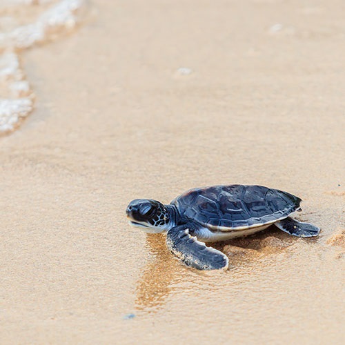 Endangered, threatened and protected species