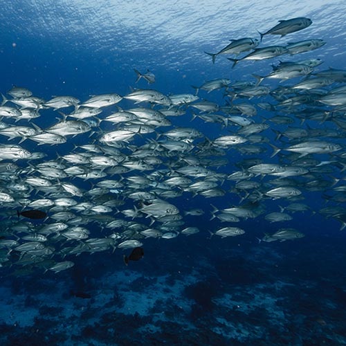 Tuna fishery certified in all oceanic regions