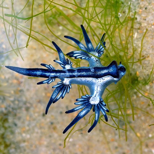 Ask an Ocean Expert: Q&A