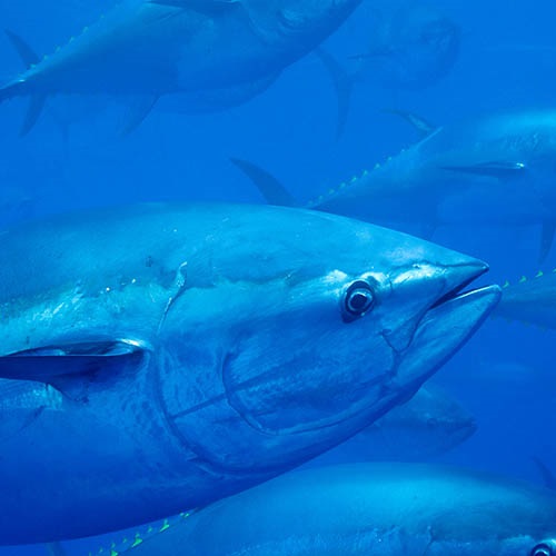  Bluefin tuna fishery nears MSC certification