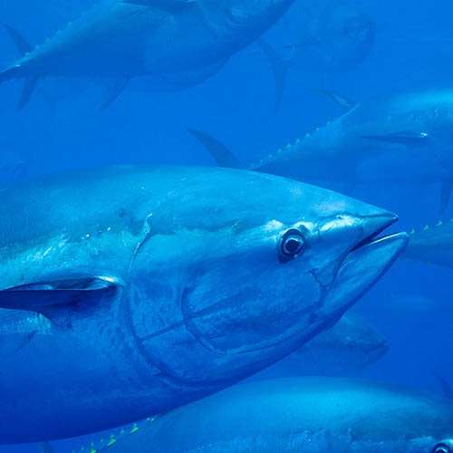 Recent history of bluefin tuna