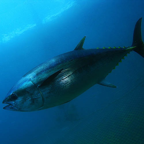 Fragen und Antworten zu: Thunfisch