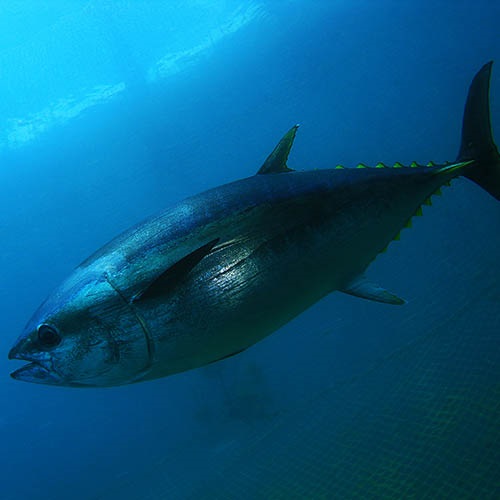 Tuna and the new Fisheries Standard