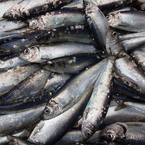 International action needed on herring and blue whiting stocks