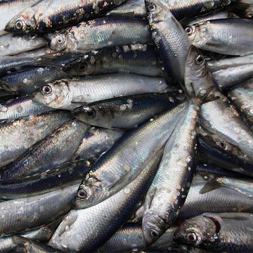 Call To Make Small Pelagic Fisheries More Sustainable