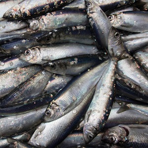 Can reduction fisheries be sustainable?