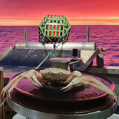 Monitoring deep-water habitats in Australian crystal crab fishery