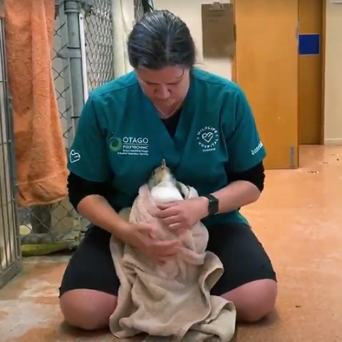 A lifeline for injured penguins