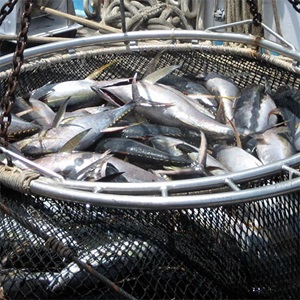 Growing sustainability in FAD tuna fishing