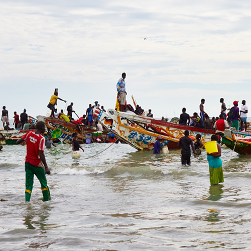 過剰漁獲 違法操業 破壊的な漁業 Marine Stewardship Council