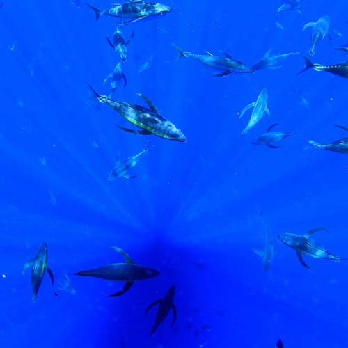 Investigating artificial bait use in Australian tuna fisheries