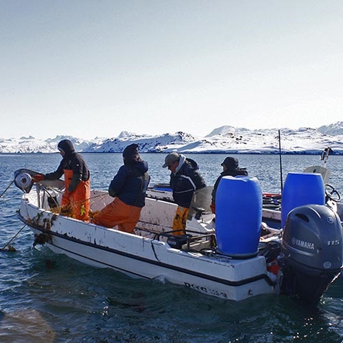 Redukcja przyłowu ptaków morskich w grenlandzkim rybołówstwie taszy