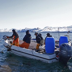 Reducción de las capturas incidentales de aves marinas por parte de la pesquería de lompo de Groenlandia