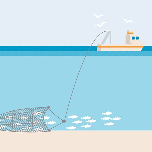 Bottom or demersal trawl fishing