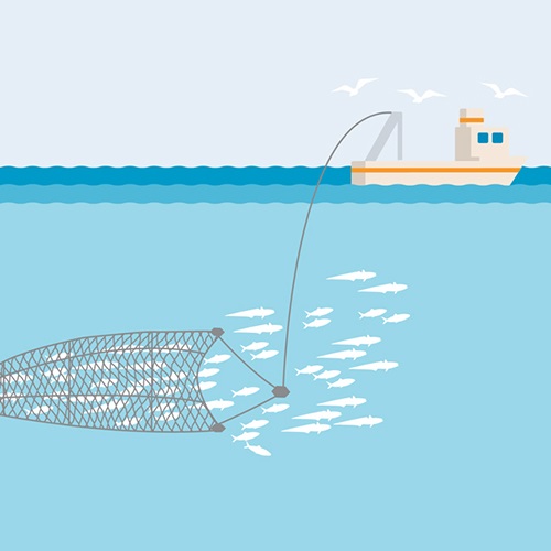 Bluefin Tuna Purse Seine Reallocation and Quota Transfer | NOAA Fisheries