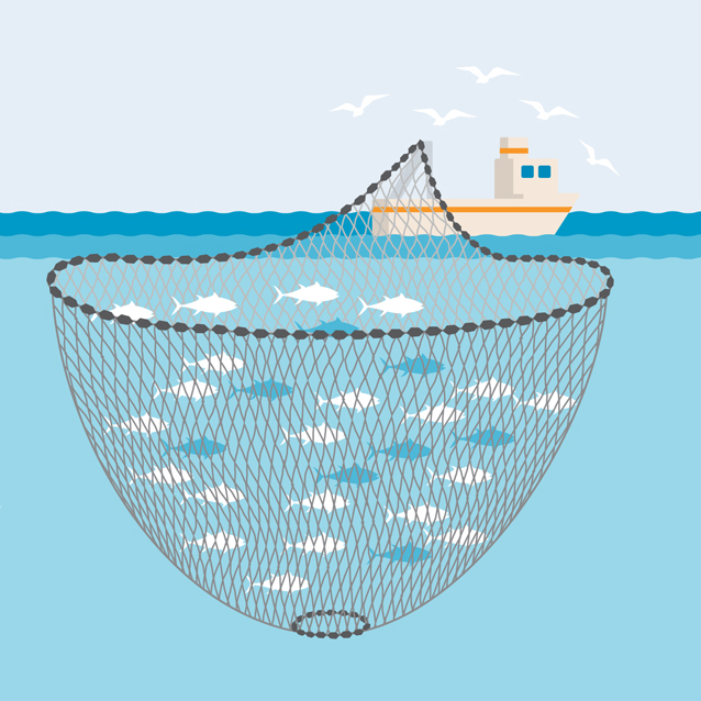 Purse Seine fishing gear illustration