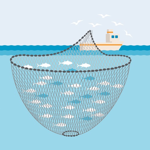Purse seine net fishing