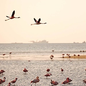 A bright, sustainable future for Namibian hake